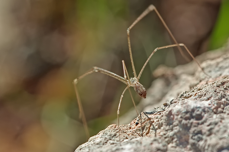 Holochnemus pluchei (Pholcidae)  - Malta